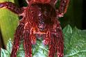 Dolomedes_plantarius_RF0631_O_86_Les Gris_Frankrijk